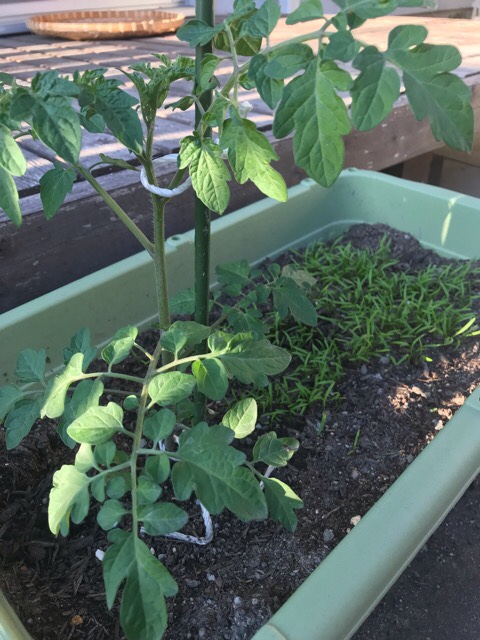 ミニトマトの苗と人参の芽
